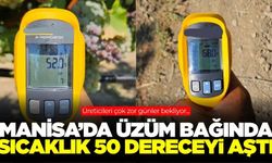 Manisa'da bağda sıcaklıklar 50 dereceyi aştı