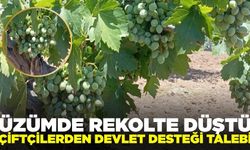 Üzümde kara yıl, rekolte düşük!