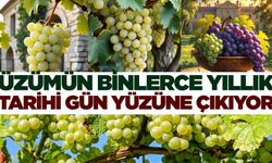 Üzümün tarihi yolculuğu aydınlanıyor