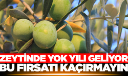 Zeytinyağında yok yılı kapıda!