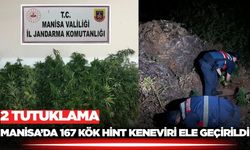 Manisa’da 167 kök Hint keneviri ele geçirildi