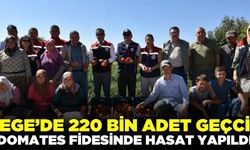 Ege'de domates fidesinde hasat zamanı!