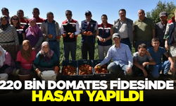 Aydın'da 'TAKE' projesi kapsamında domates hasadı yapıldı