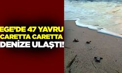 Ege'de caretta caretta cinsi deniz kaplumbağaları denizle buluştu!