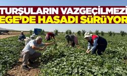 Afyonkarahisar'da kornişon salatalık hasadı devam ediyor