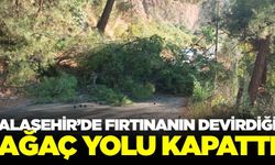 Alaşehir'de fırtına çam ağacını devirdi