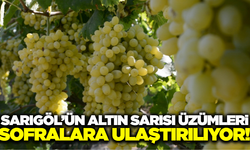 Altın sarısı üzümler Sarıgöl'den Türkiye’nin dört bir yanına gönderiliyor!
