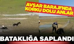 Avşar Barajında yürekler ağza geldi: Katırlar ve sahibi bataklığa saplandı