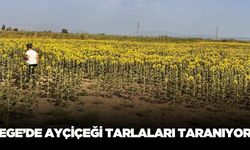 Ege'de ayçiçeği tarlaları taranıyor!