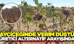 Kuraklık ayçiçeğini vurdu: Verim düştü!
