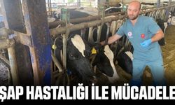 Aydın’da şap hastalığına karşı aşılama ve biyogüvenlik önlemleri alınıyor