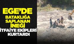Ege'de bataklıkta mahsur kalan inek kurtarıldı!