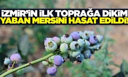 İzmir'de bir ilk: Toprakta yetişen fidanlar ilk meyvesini verdi!