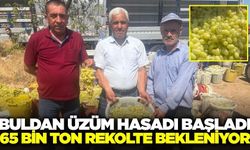 Buldan'da hasat zamanı: Üreticilerin yüzü gülüyor