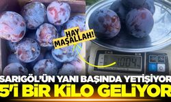 Buldan'da yetişiyor! 5 tanesi 1 kilo geliyor