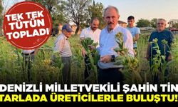 Milletvekili Şahin Tin, Tütün tarlasında çiftçilerin zorluğuna ortak oldu!