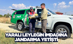 Denizli'de jandarma, yaralı leyleğin imdadına yetişti!