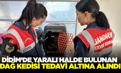 Didim’de yaralı halde bulunan dağ kedisi tedavi altına alındı