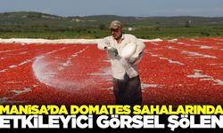 Manisa'da domates kurutma alanlarında büyüleyici görüntüler
