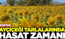 Aydın’da Ayçiçeği Tarlalarında Hasat Zamanı