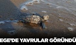 Ege'de yuvadan çıkan yavrular görenleri şaşırttı