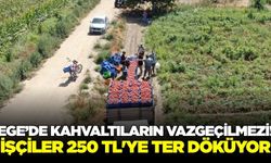 Ege'de zorlu mücadele: İşçiler 250 TL'ye ter döküyor