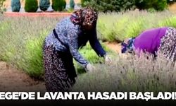 Ege'de lavanta hasadı başladı!