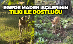 Ege'de Maden aç tilki işçilerin maskotu haline geldi