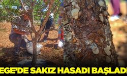 Muğla Fethiye'de sakız hasadı başladı