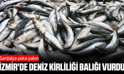 Ege’de sardalyasız sezon: Balıkçıların umudu hamside