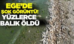 Ege'de yüzlerce balık ölü görüntülendi!