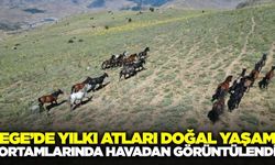 Ege'de Yılkı Atları havadan görüntülendi