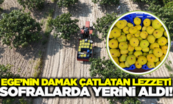 Ege'nin gözde meyvesi sofralarda!