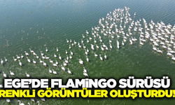 Flamingolar görsel görüntüler oluşturdu!