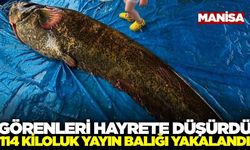 Manisa'da 114 kiloluk yayın balığı yakalandı