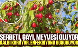 Hem lezzetli hem de şifa dağıtıyor!