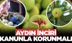 İncir ağaçları kanunla koruma altına alınmalı