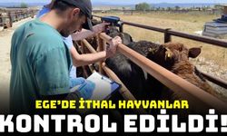 Ege'de ithal hayvan kontrolleri gerçekleşti!