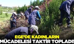 Ege'de kadın işçilerin sıcağa karşı mücadelesi!