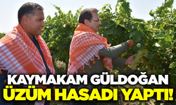 Kaymakam Güldoğan üzüm hasadına katıldı