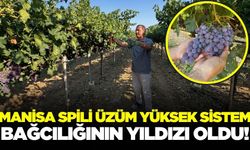 Manisa üzümüne değer katıldı: Satışa hazır!