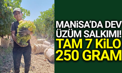 Manisa'da 7 Kilo 250 gramlık salkım üreticiyi bile hayrete düşürdü