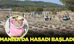 Manisa'da hasat zamanı!
