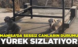 Manisa’da Sokak Hayvanlarının Durumu Yürek Sızlatıyor