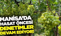Üzümde hasat öncesi pestisit denetimi!
