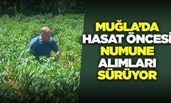 Muğla'da hasat öncesi numune alımları devam ediyor
