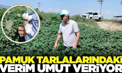 Pamuk Tarlalarında Bereketli Sezon Beklentisi