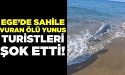 Ege'de ölü yunus sahile vurdu, turistler şok oldu