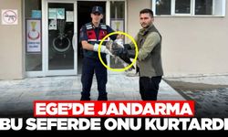 Şahinin imdadına jandarma ekipleri yetişti