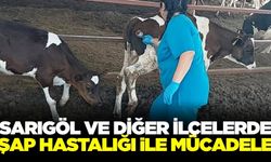 Sarıgöl ve diğer ilçelerde şapla mücadele sürüyor